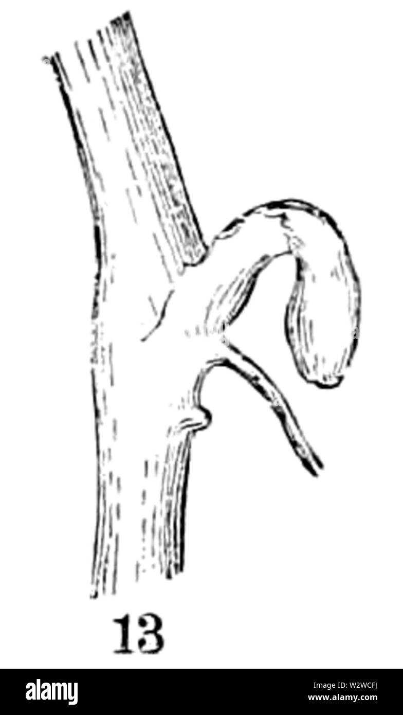 Hydrocotyle americana Notes-13 Stockfoto