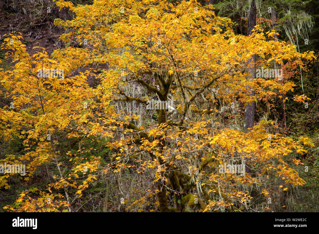 Herbst Farbe entlang dem North Santiam River in der Nähe der Mühle Stadt Oregon Stockfoto