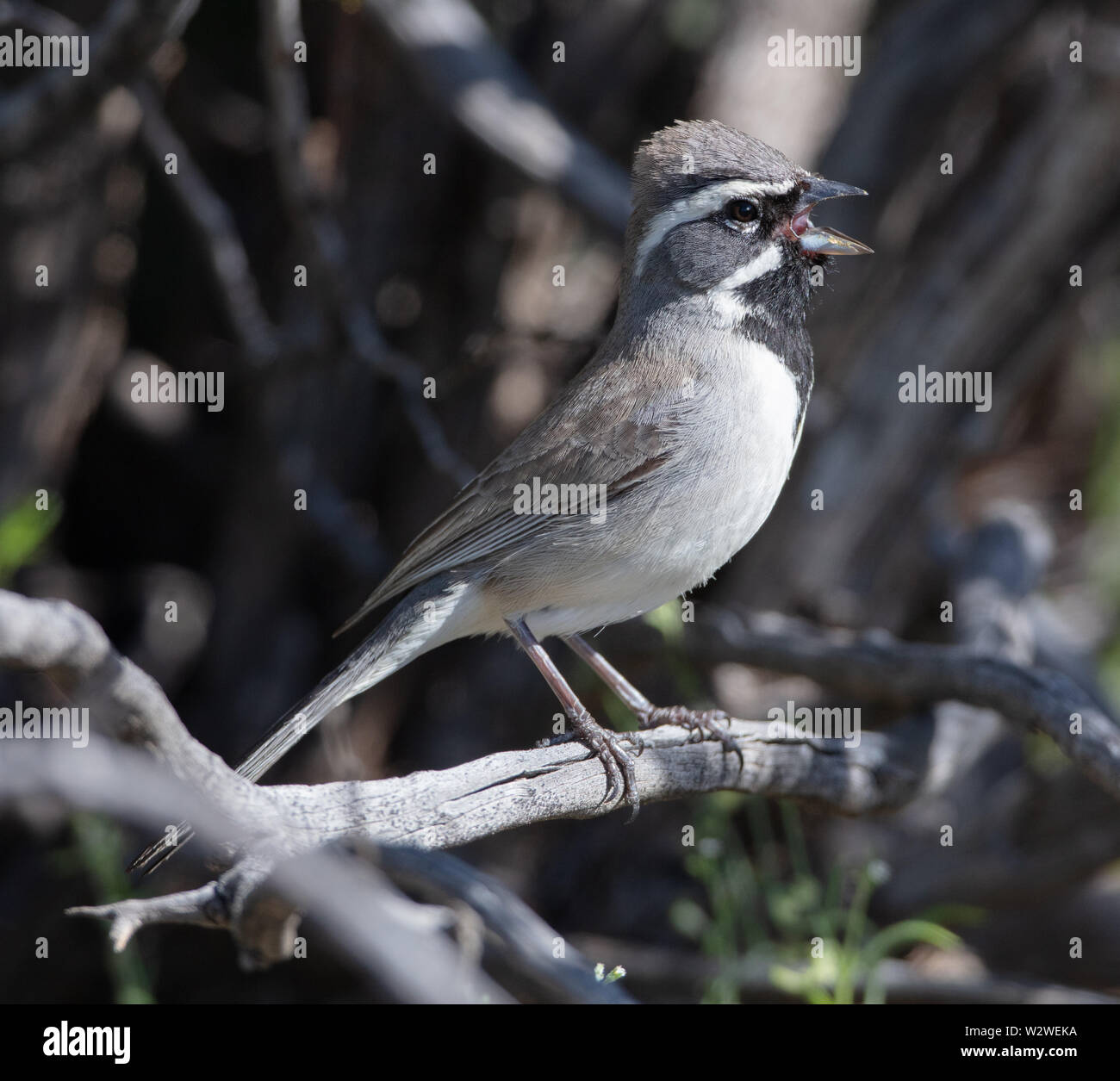 Eine markante schwarz-throated Sparrow (Amphispiza bilineata) oder Wüste sparrow singt auf einem Zweig in Arizona Stockfoto