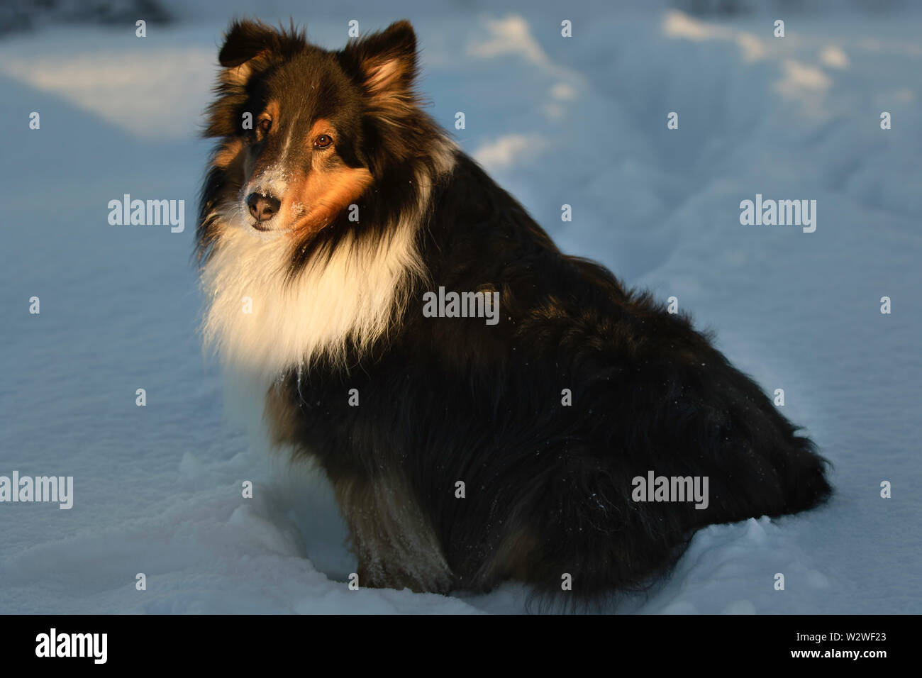 Tri farbige Shetland Sheepdog im Schnee im Winter Stockfoto