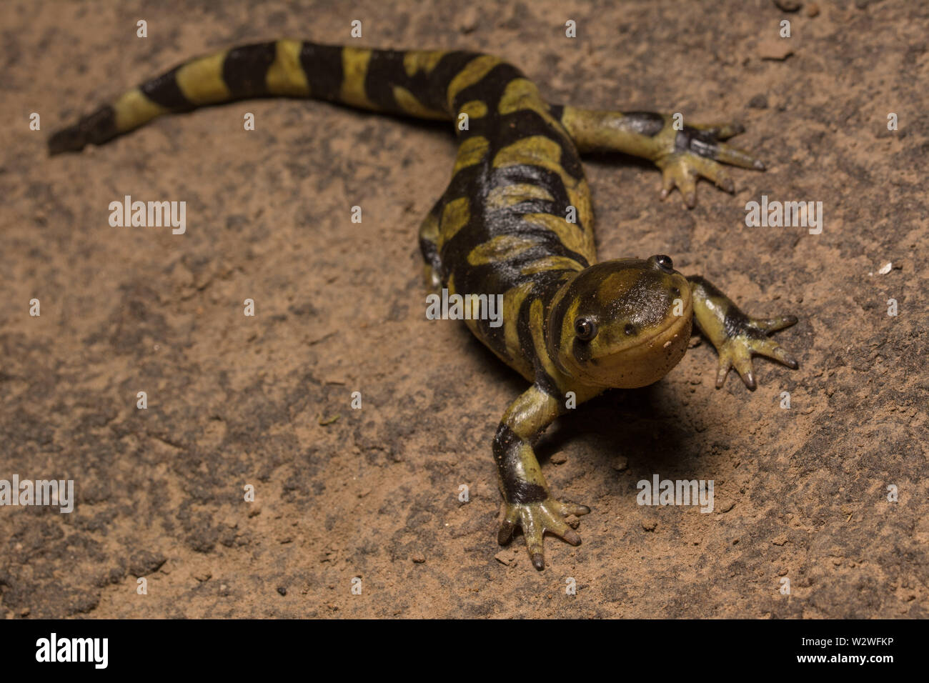 Tiger salamander (Ambystoma mavortium mavortium) von Jefferson County, Colorado, USA, abgehalten. Stockfoto