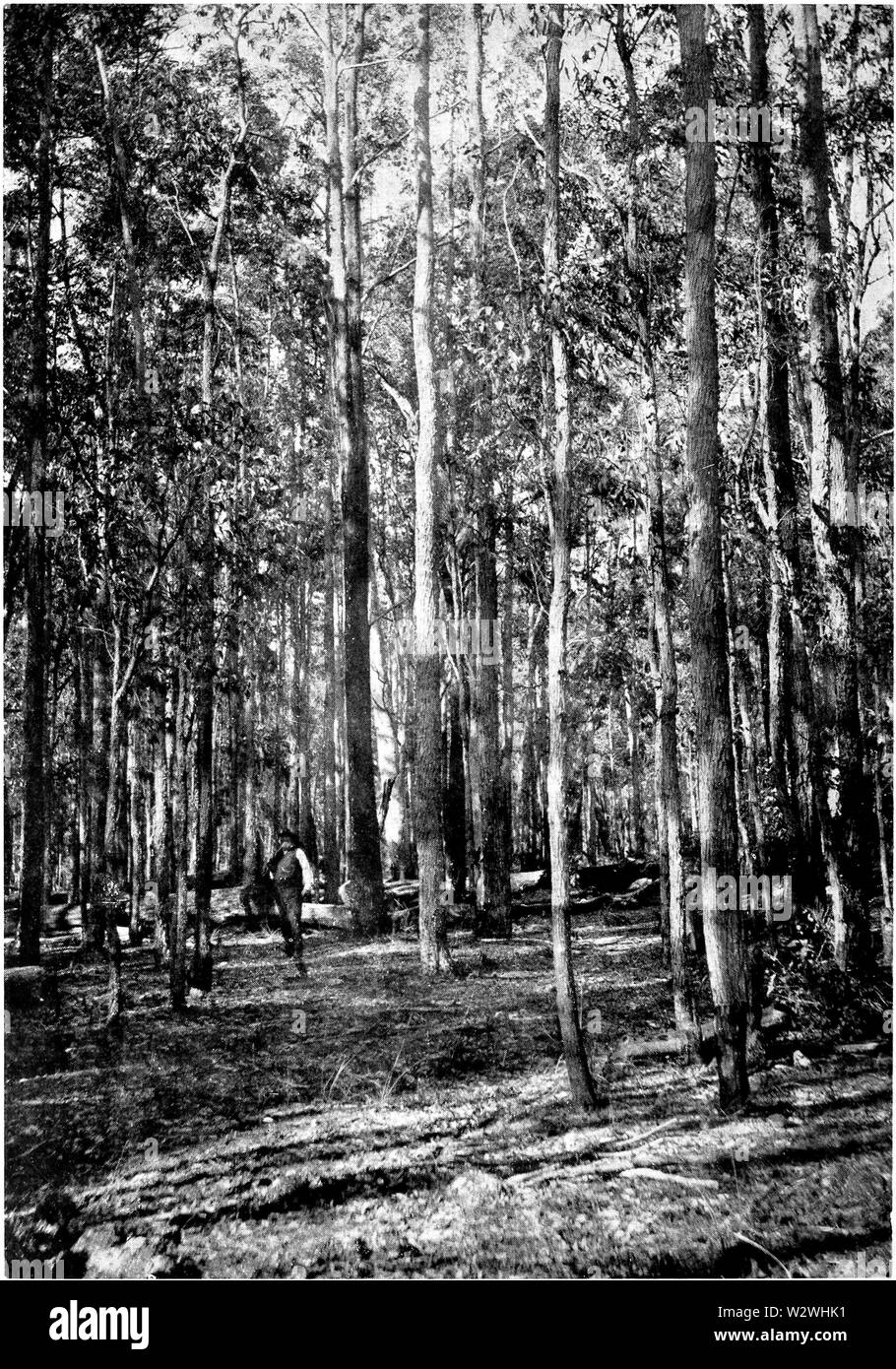 Jarrah Regrowth in Primer der Forstwirtschaft Poole 1922 Stockfoto