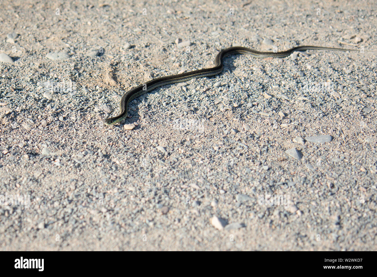 Wild Garter Snake auf einer Schotterstraße im Sommer im Tageslicht Stockfoto