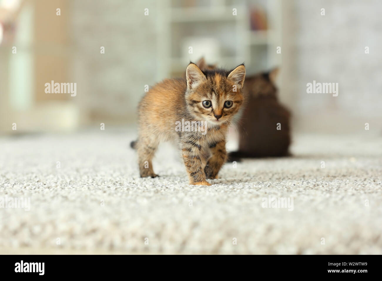 Lustige Kätzchen zu Hause Cute Stockfoto