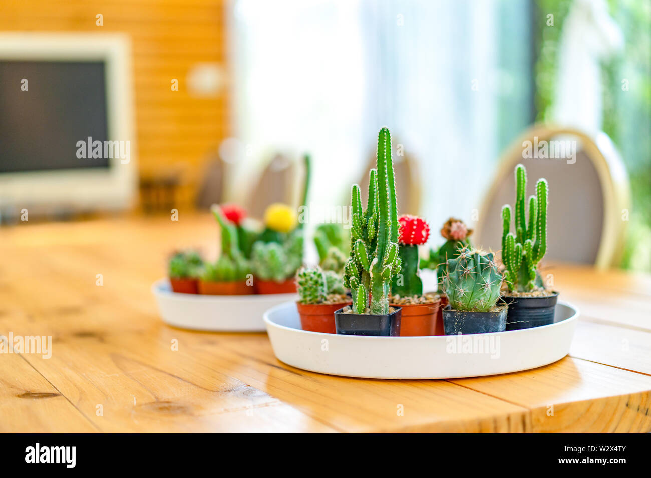 Wenig verschiedenen Kaktus in den weien Kreis Platte, die auf hlzernen  Tisch fr Tagungsraum im Garten dekorieren Stockfotografie - Alamy