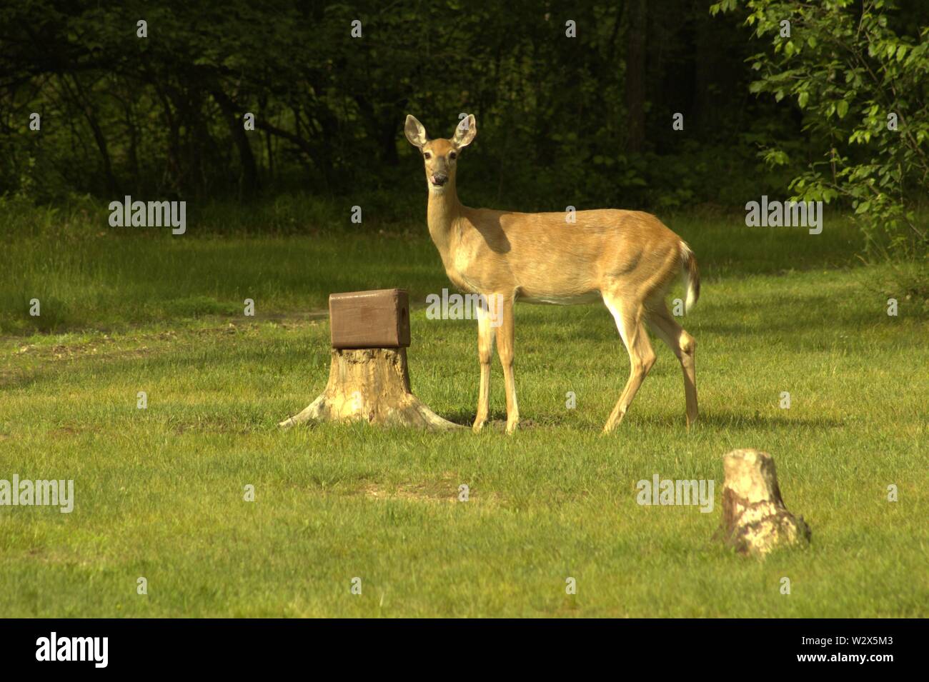 Eine Damhirschkuh leckte sich die Lippen lecken Nach einem Mineral Block Stockfoto