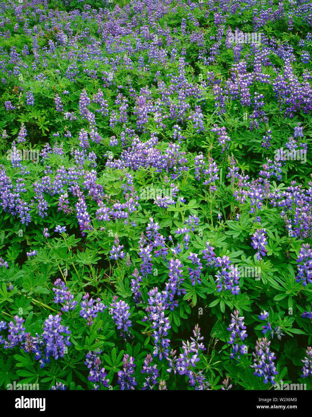 USA, Washington, Mt. Rainier National Park, Breitblättrigen Lupine (Lupinus Latifolius) Zeigt dicht Blüte in der Nähe von Den Nisqually Gletscher. Stockfoto