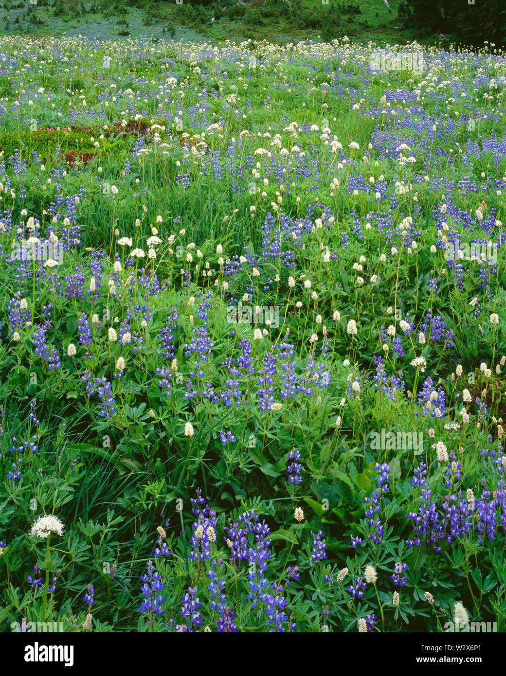 USA, Washington, Mt. Rainier National Park, saftige Wiese in der Bekämpfung von breitblättrigen Lupin, Baldrian und bistort zeigt dicht Blüte; Paradies. Stockfoto