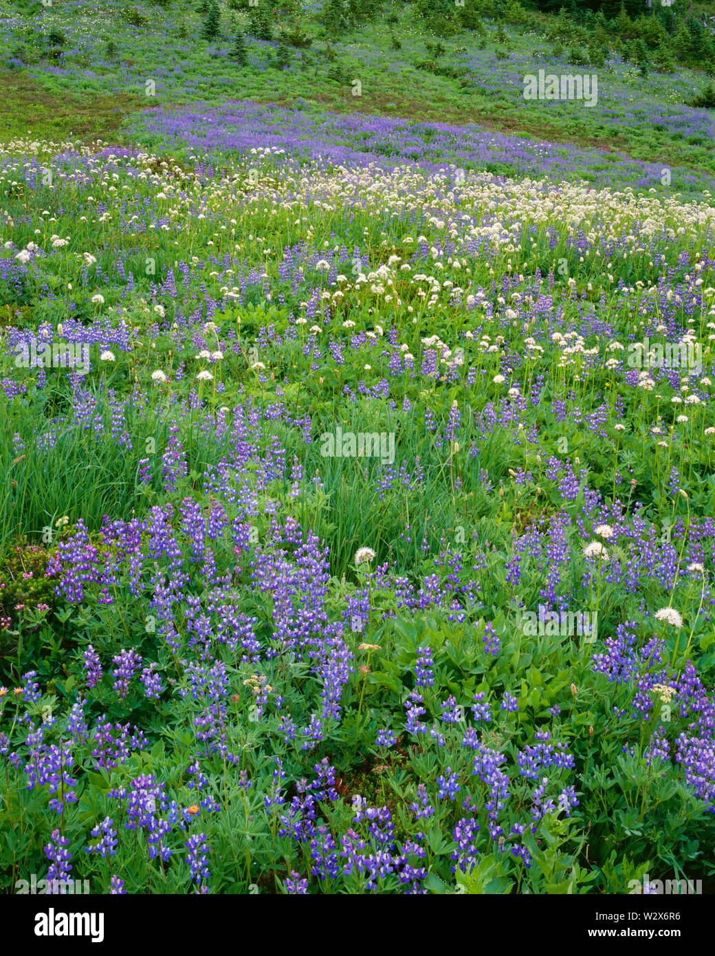 USA, Washington, Mt. Rainier National Park, saftige Wiese in der Bekämpfung von breitblättrigen Lupin und valerian zeigt Blüte; Paradies. Stockfoto