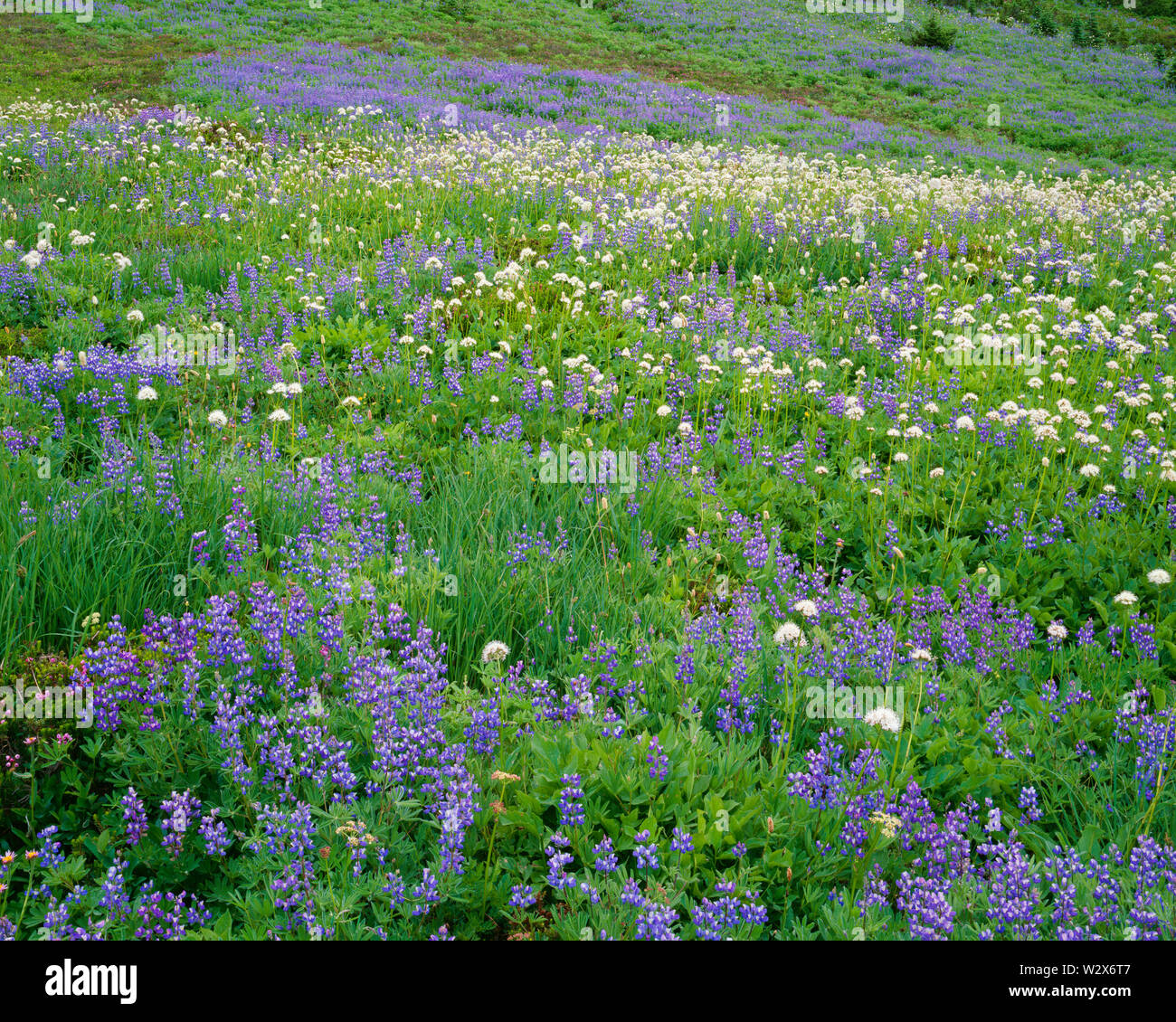 USA, Washington, Mt. Rainier National Park, saftige Wiese in der Bekämpfung von breitblättrigen Lupin und valerian zeigt Blüte; Paradies. Stockfoto