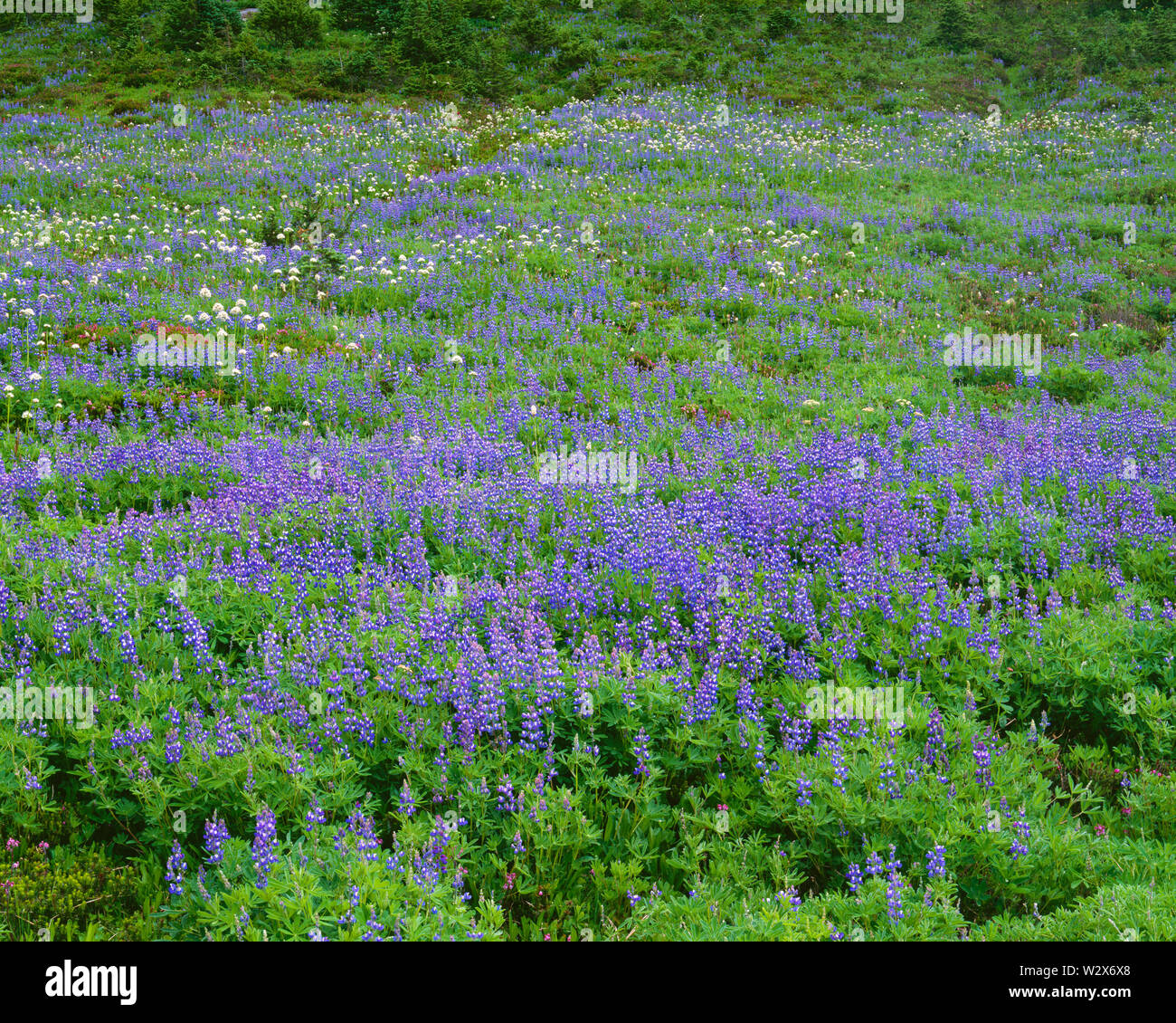 USA, Washington, Mt. Rainier National Park, saftige Wiese in der Bekämpfung von breitblättrigen Lupin und valerian zeigt Blüte; Paradies. Stockfoto
