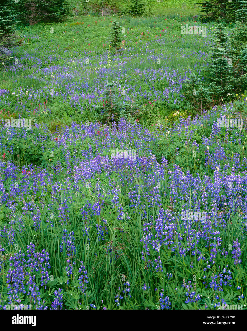 USA, Washington, Mt. Rainier National Park, Breitblättrigen Lupin, Baldrian und immergrüne Bäume, Paradies. Stockfoto
