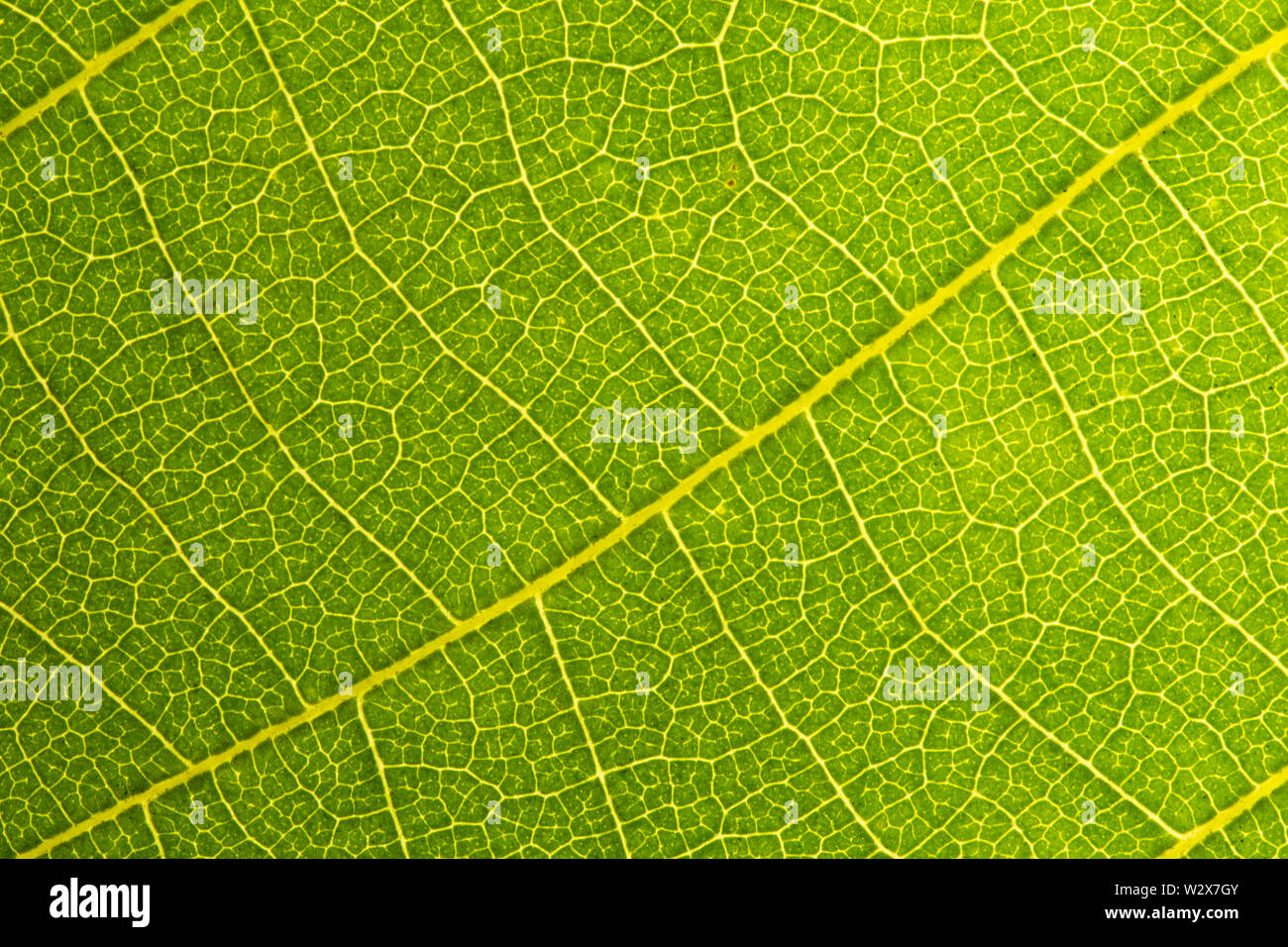 Grünes Blatt nahtlose Textur. Bild schließen Blatt Makro nahtlose Textur muster Detail. Makro Nahaufnahme von Blatt, Grün Blatt hintergrund Textur. Natur sav Stockfoto