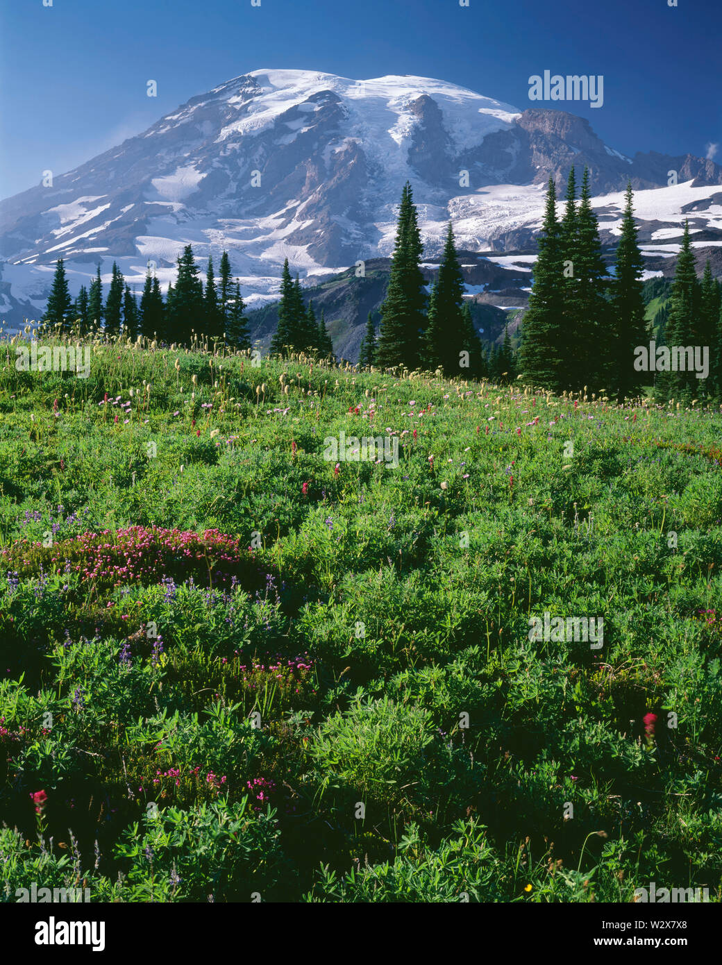USA, Washington, Mt. Rainier National Park, Wildblumen in voller Blüte auf Mazama ridge und stark vergletscherten Südseite des Mt. Rainier. Stockfoto