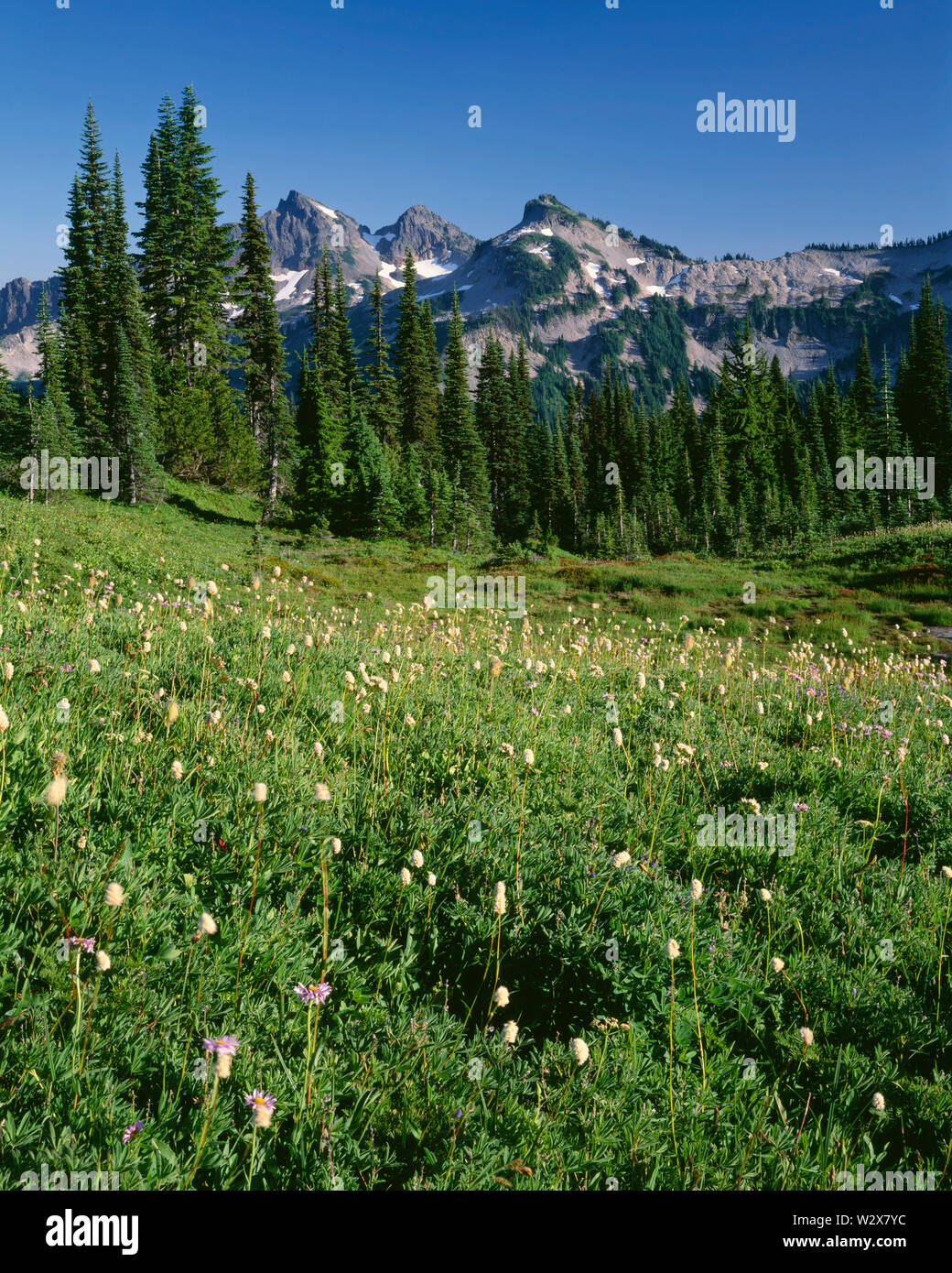 USA, Washington, Mt. Rainier National Park, Bistort blüht in der Wiese auf Mazama Ridge mit dem tatoosh Bereich in der Ferne. Stockfoto