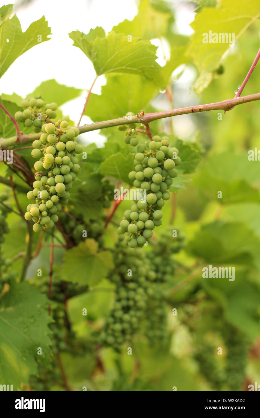 Wachsenden Trauben im Weinberg im Sonnenlicht. Cluster aus unreifen Trauben. Stockfoto