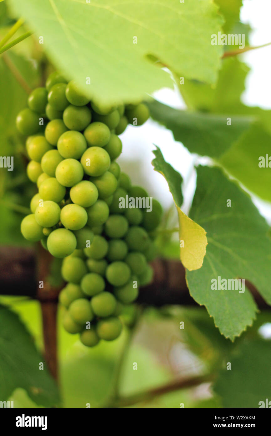 Wachsenden Trauben im Weinberg im Sonnenlicht. Cluster aus unreifen Trauben. Stockfoto