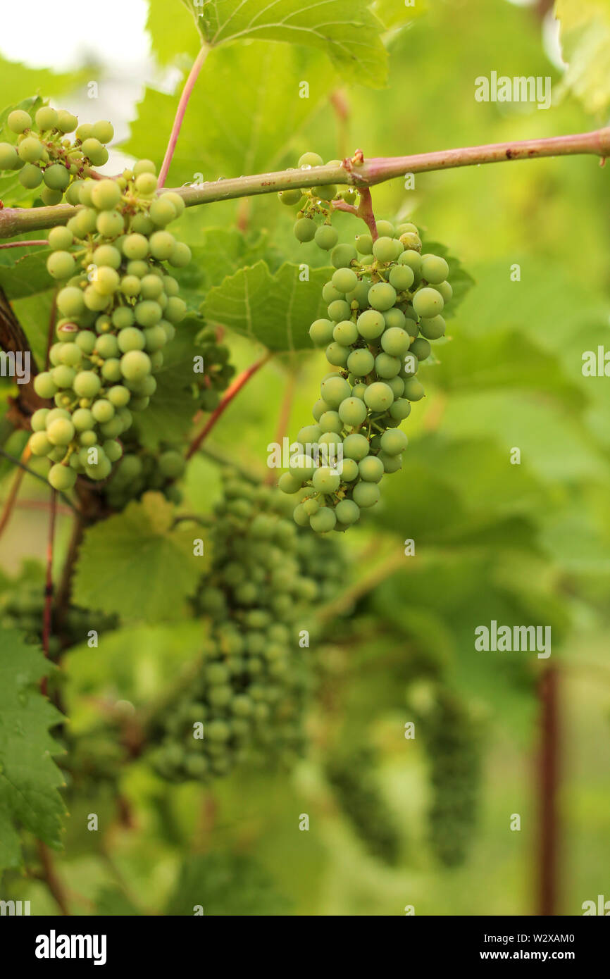 Wachsenden Trauben im Weinberg im Sonnenlicht. Cluster aus unreifen Trauben. Stockfoto