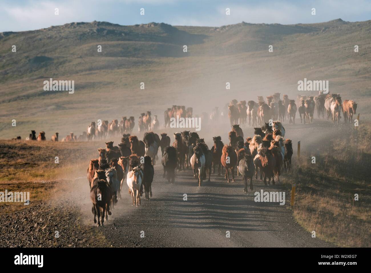 Isländische Pferde (Equus) islandicus, Herde aus dem Hochland ins Tal, Pferd oder Rettir, in der Nähe der Laugarbakki, North Island gefahren wird. Stockfoto