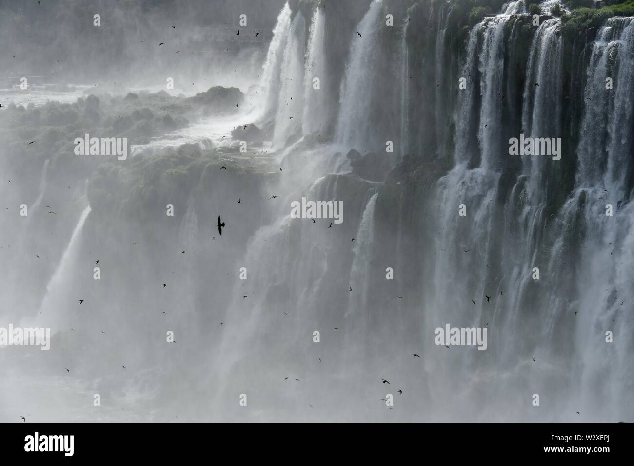 Viele große dusky Swift (Cypseloides senex) vor dem stürzen die Wassermassen des Garganta del Diablo, Devil's Throat, Iguazu Wasserfälle, Puerto Stockfoto