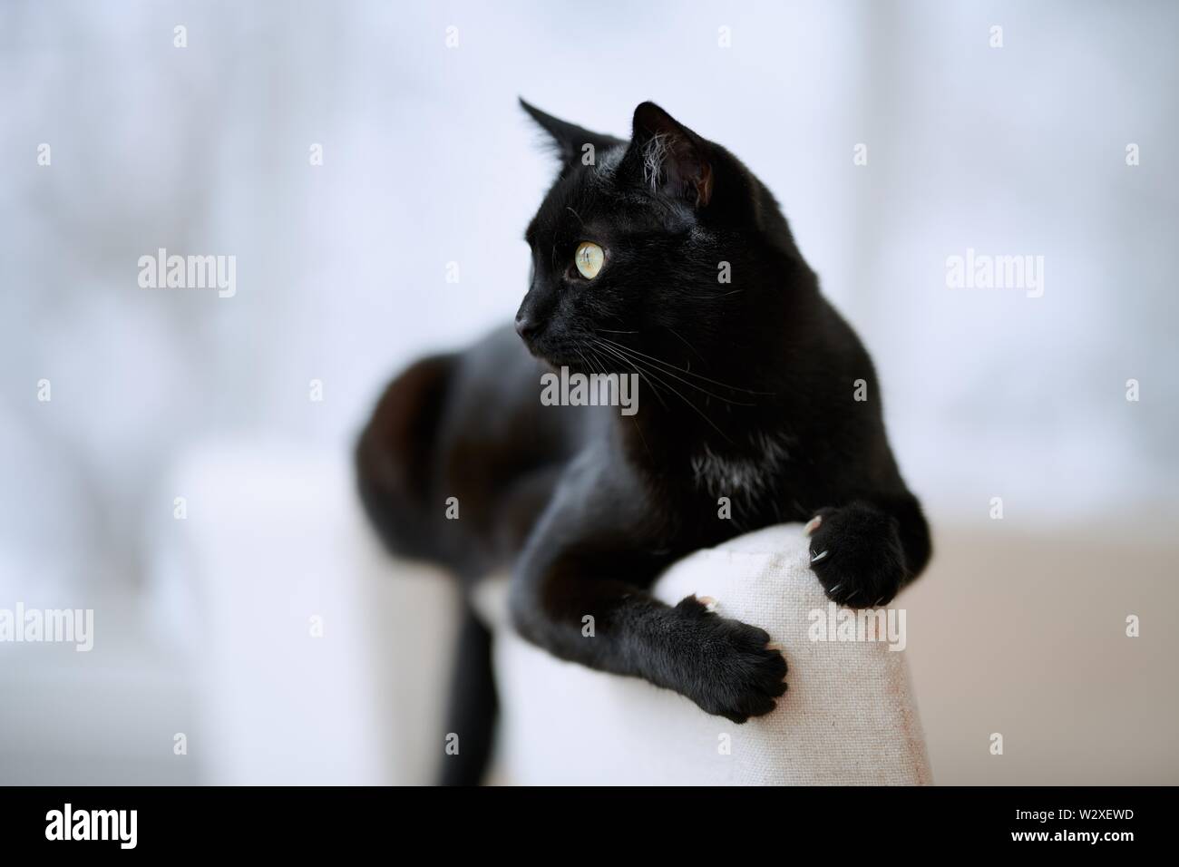 Schwarze Katze (Felis silvestris catus), entspannt zu Hause im Wohnzimmer auf Stuhl zurück, Polster, Deutschland Stockfoto