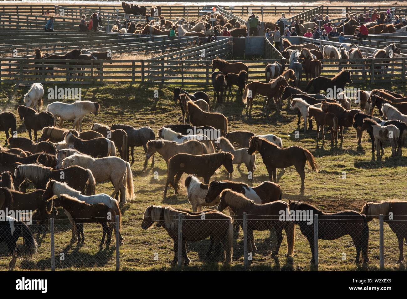 Isländische Pferde (Equus islandicus) in einem Injektor, Pferd oder Rettir, in der Nähe der Laugarbakki, North Island, Island Stockfoto