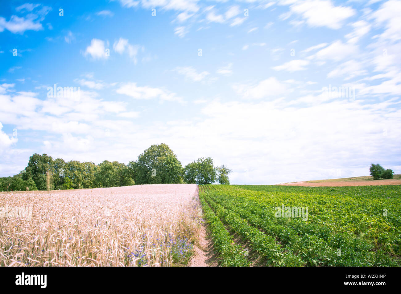 Felder in der Mitte Europas, wächst hier Kartoffeln und Getreide, Sommerzeit Stockfoto