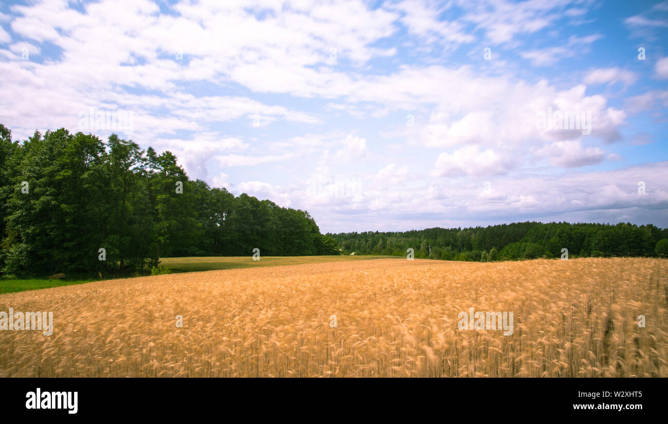 Felder in der Mitte Europas, wächst hier Kartoffeln und Getreide, Sommerzeit Stockfoto