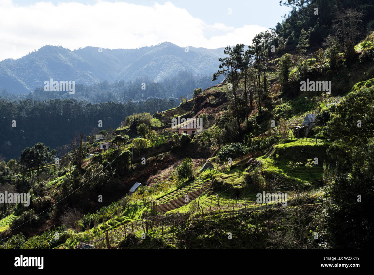 Portugal, Madeira, Ribeiro Frio Naturpark Stockfoto