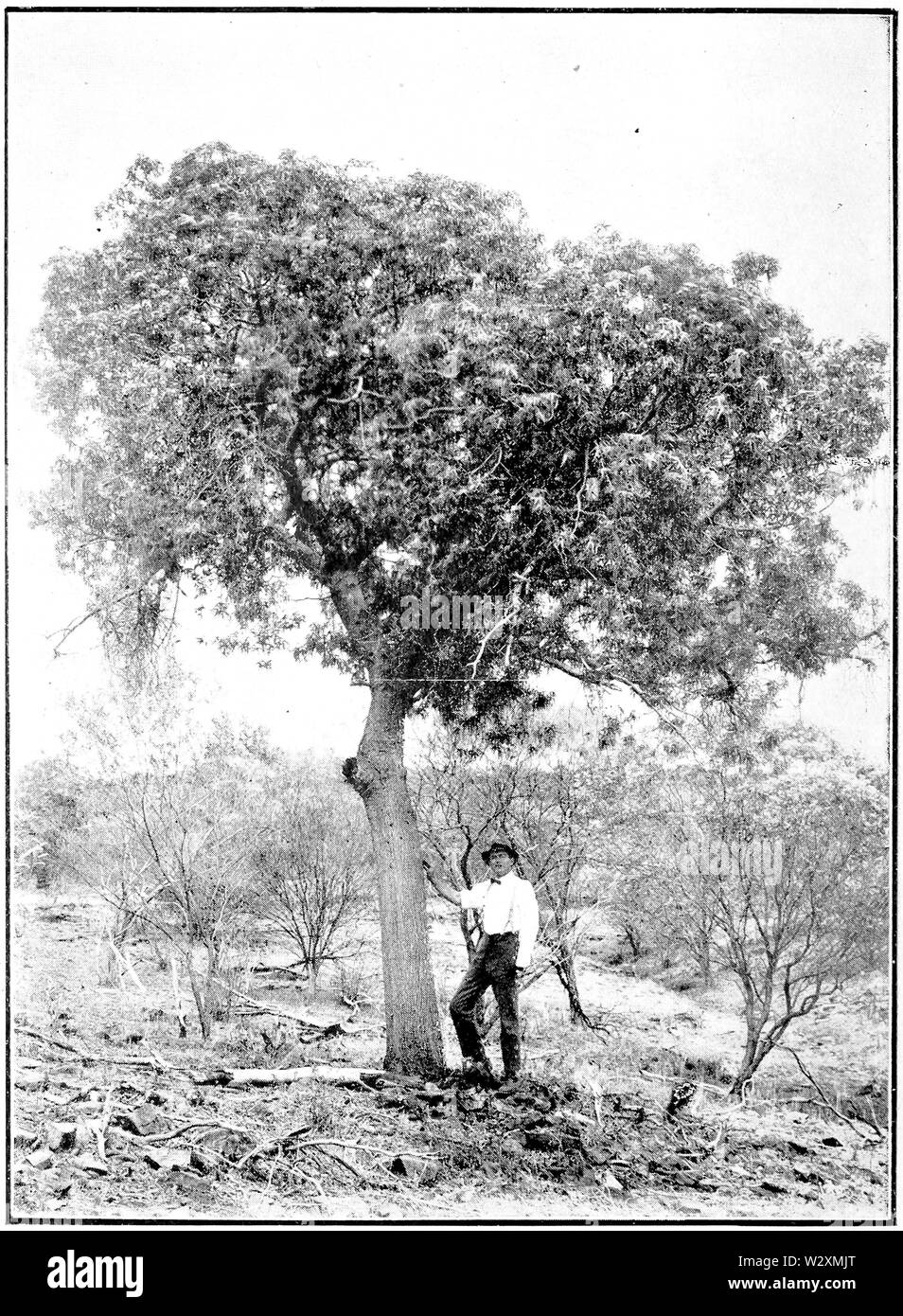 Kurrajong in Primer der Forstwirtschaft Poole 1922 Stockfoto