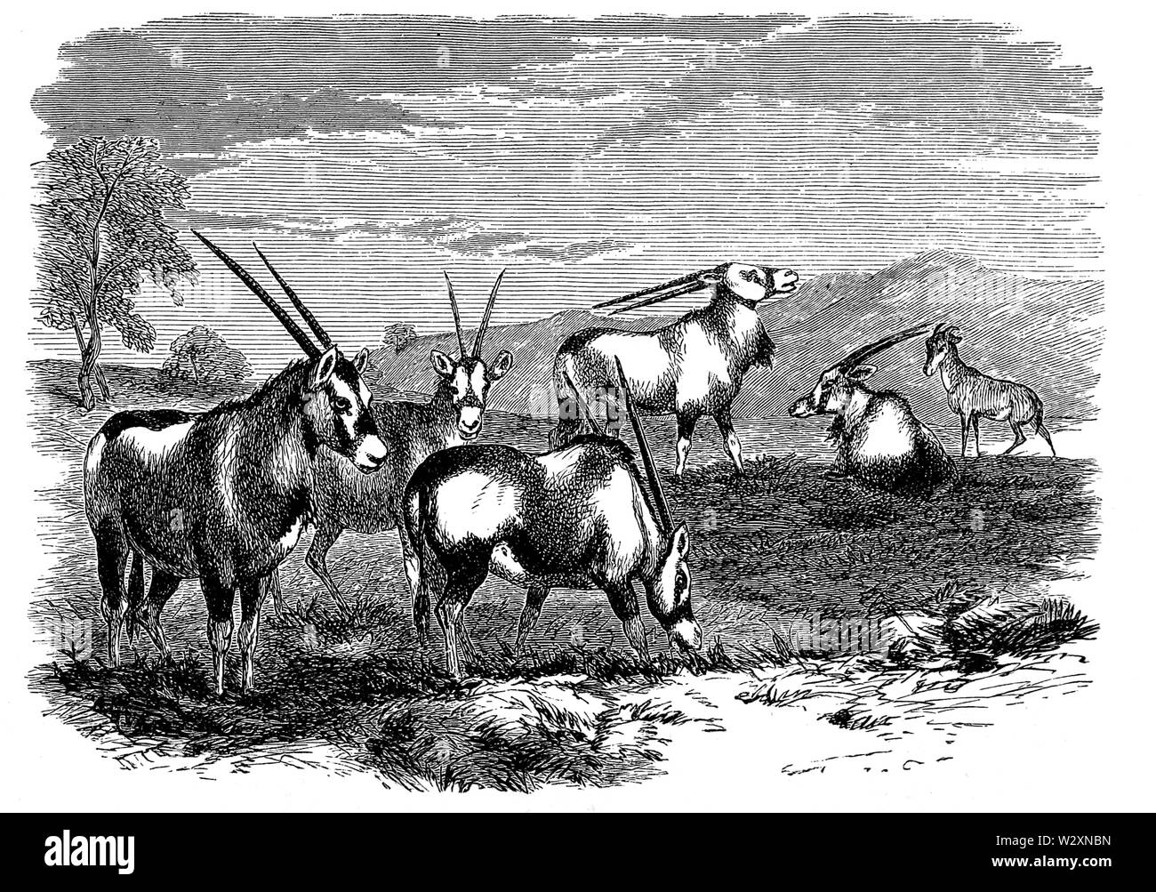 See ergiessende Okawango - p273 Stockfoto