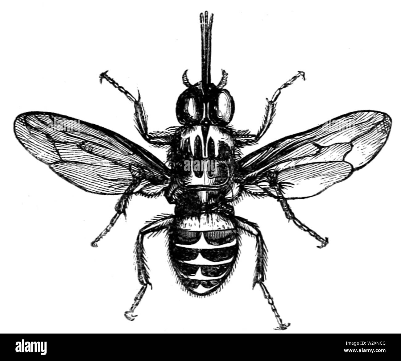 See ergiessende Okawango-P 468 Stockfoto