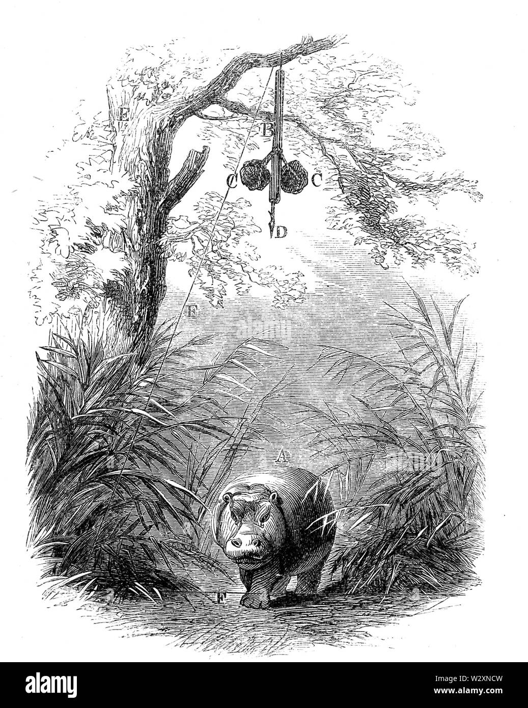 See ergiessende Okawango - p505 Stockfoto