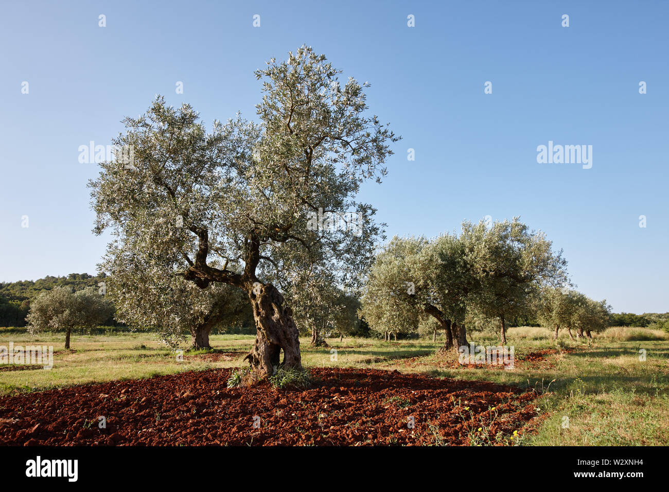 Mediterraner Olivenbäume in einer Reihe Stockfoto