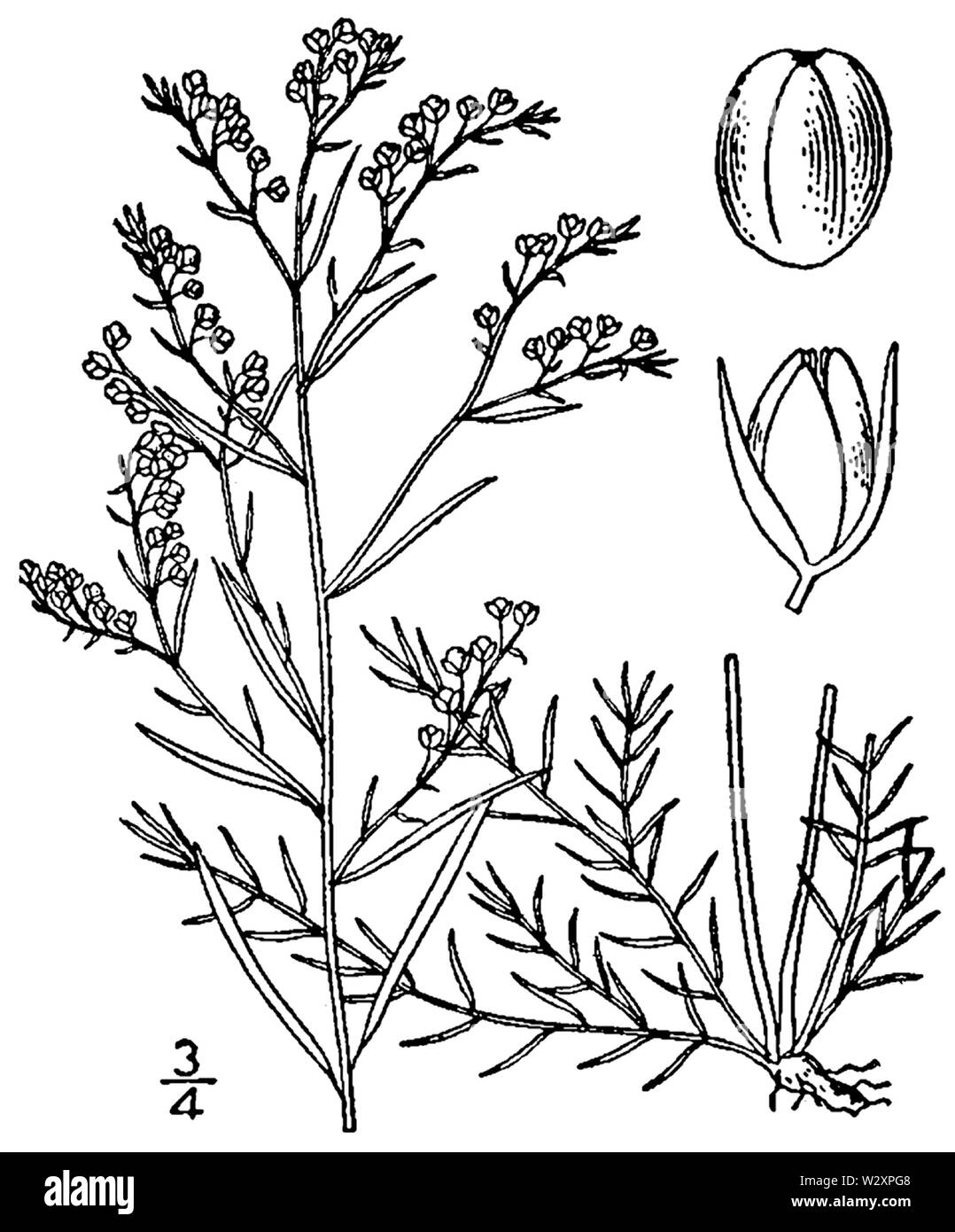 Lechea tenuifolia Zeichnung 1 Stockfoto