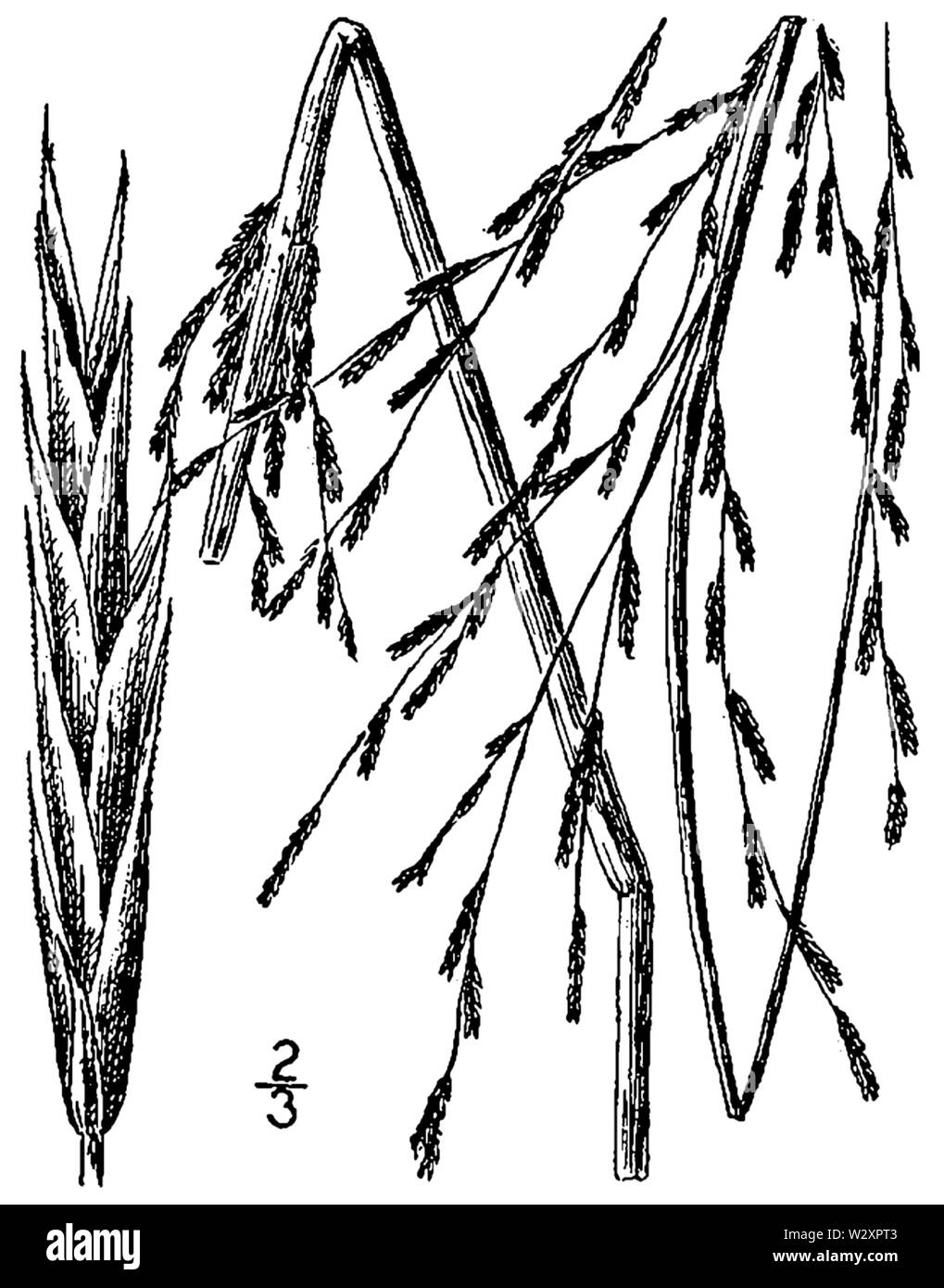 Leptochloa fusca ssp fascicularis BB -1913-1 Stockfoto