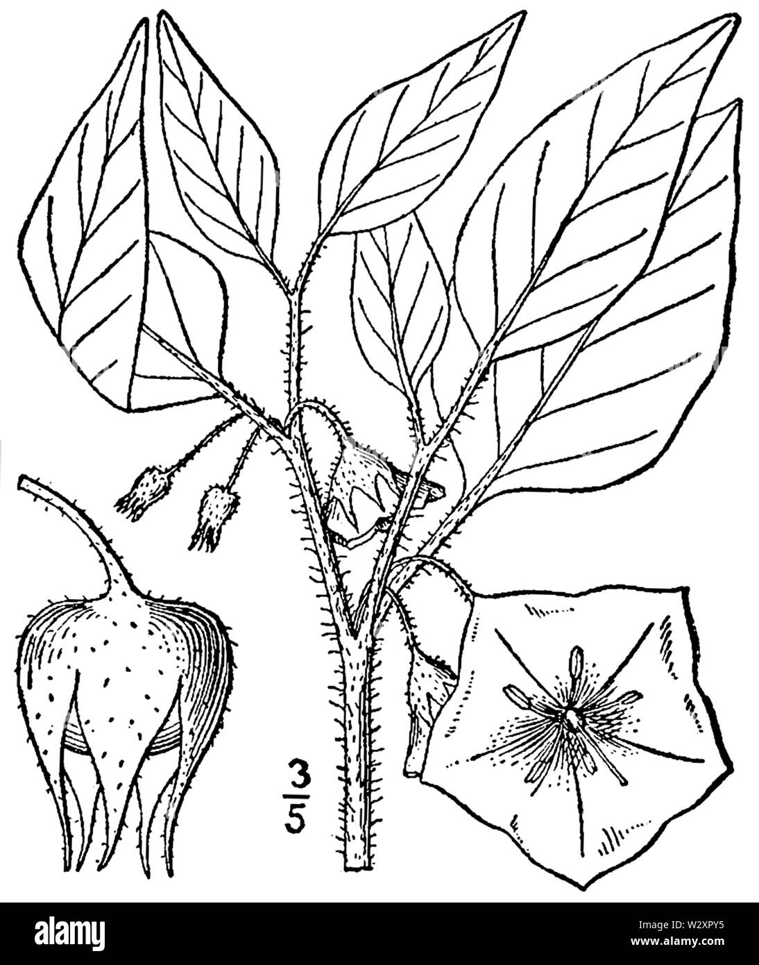 Leucophysalis grandiflora BB 1946-1974 Stockfoto