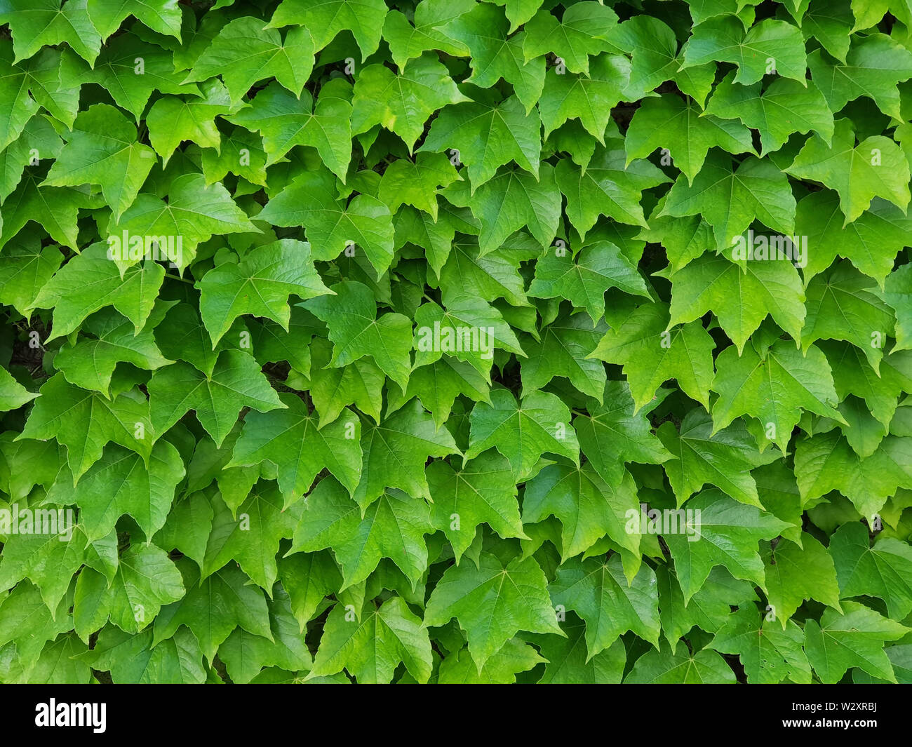 Natrliche grne Wand von Efeu Bltter als Dekoration oder Tapeten. Full  Frame Bild Stockfotografie - Alamy