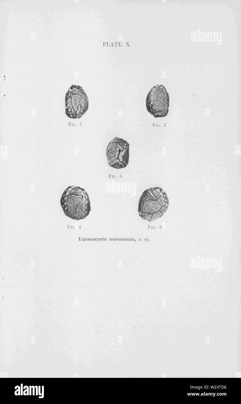 Lipsanocystis traversensis, eine Neue Cystid aus dem Devon von Michigan Seite 09 Stockfoto