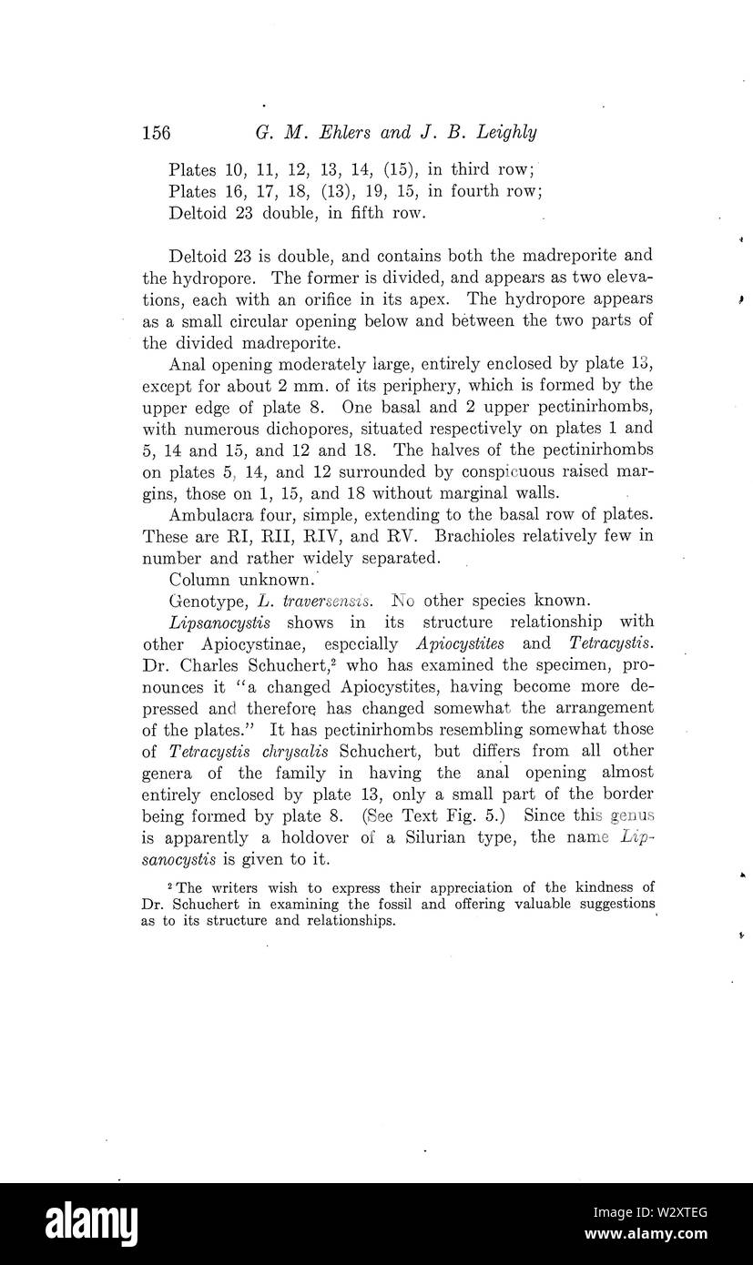 Lipsanocystis traversensis, eine Neue Cystid aus dem Devon von Michigan Seite 04 Stockfoto