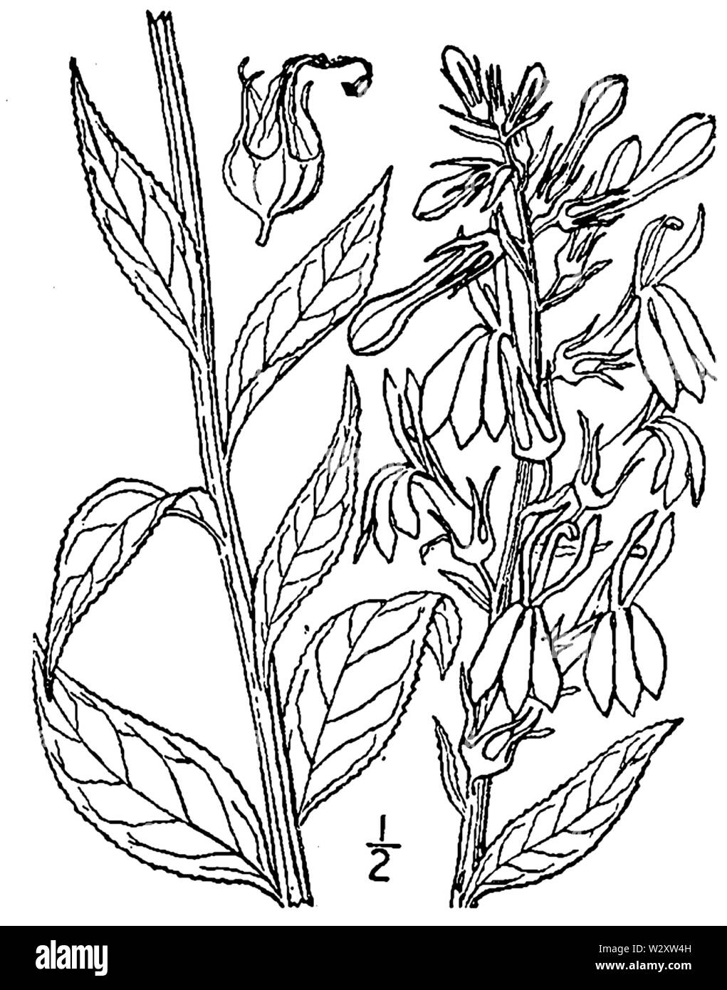 Botanische Illustration von Lobelia cardinalis aus dem Jahre 1913. Stockfoto