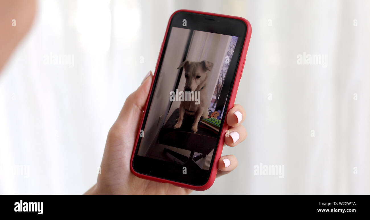 Weibliche Hand schnappt sie Fotos und Videos mit Hund Stockfoto