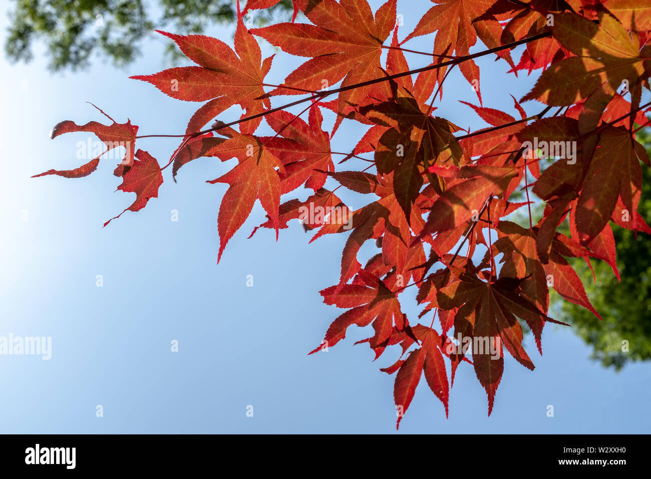 Rot und Orange Lila Blätter von japanischen Ahorn im Kloster, Gimcheon, Südkorea Stockfoto