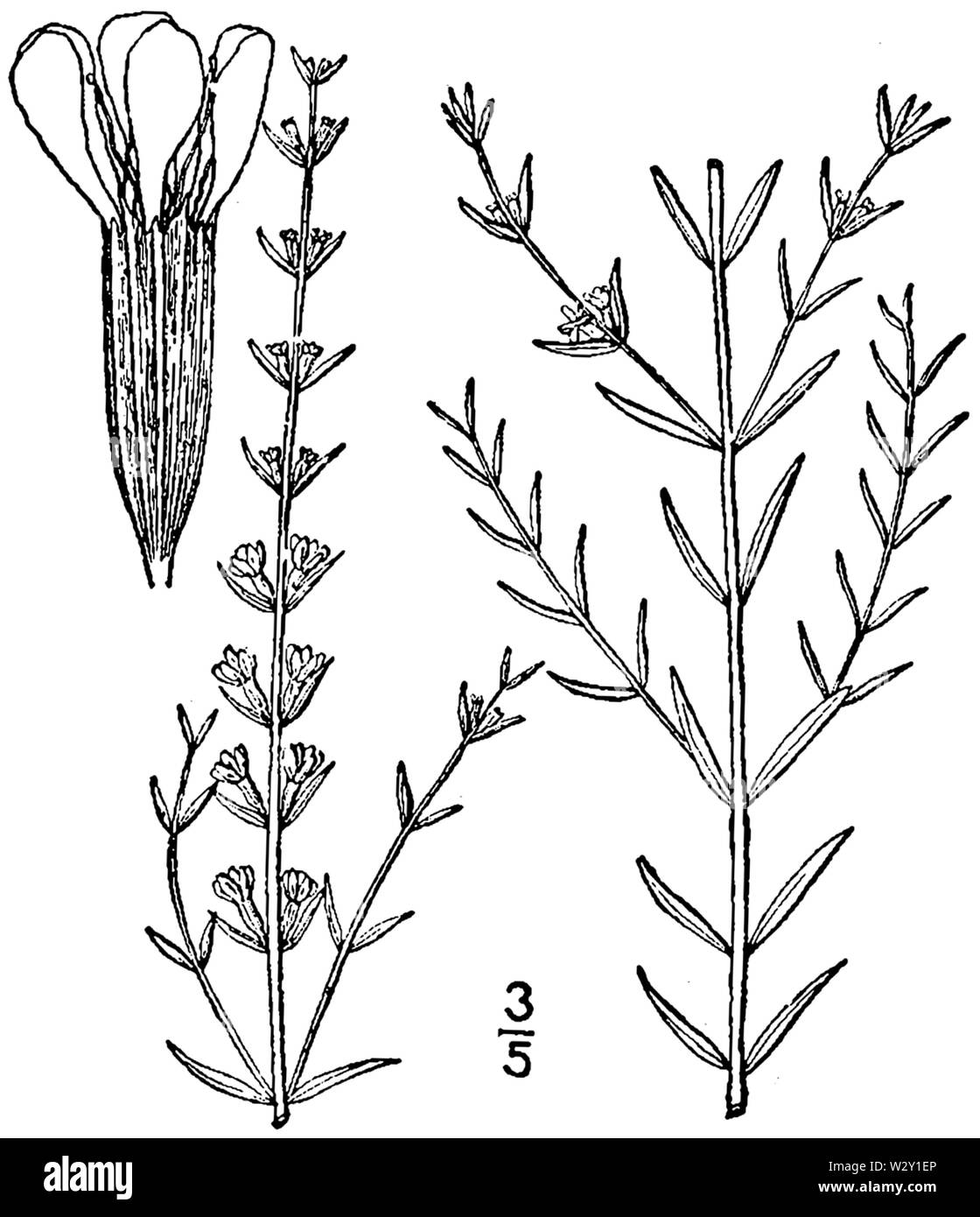 Lythrum lineare BB 1946-1974 Stockfoto
