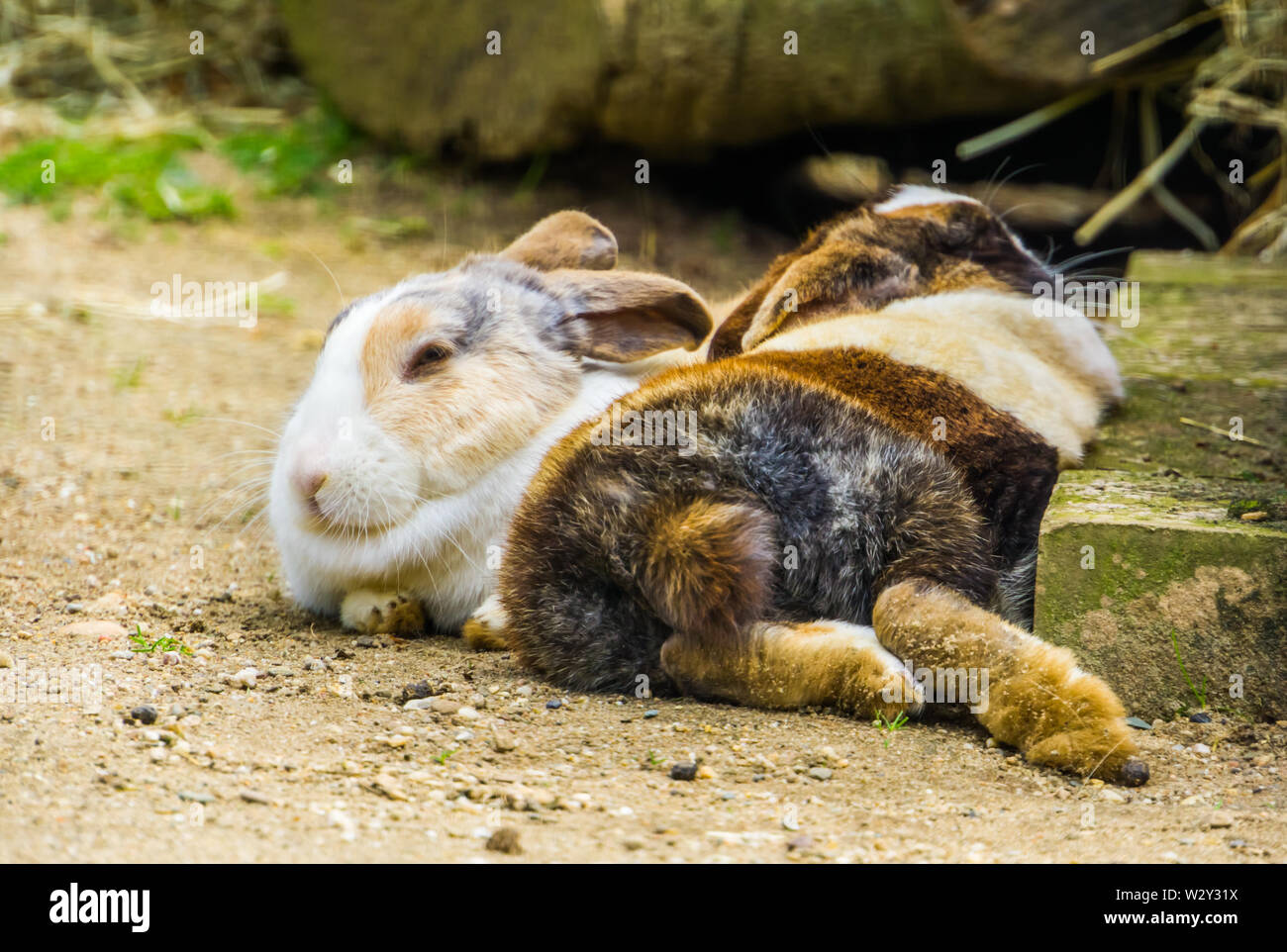 Zwei tri Farbige niederländische Bunnies zusammen auf dem Boden, beliebten niederländischen bunny Rasse aus den Niederlanden Stockfoto