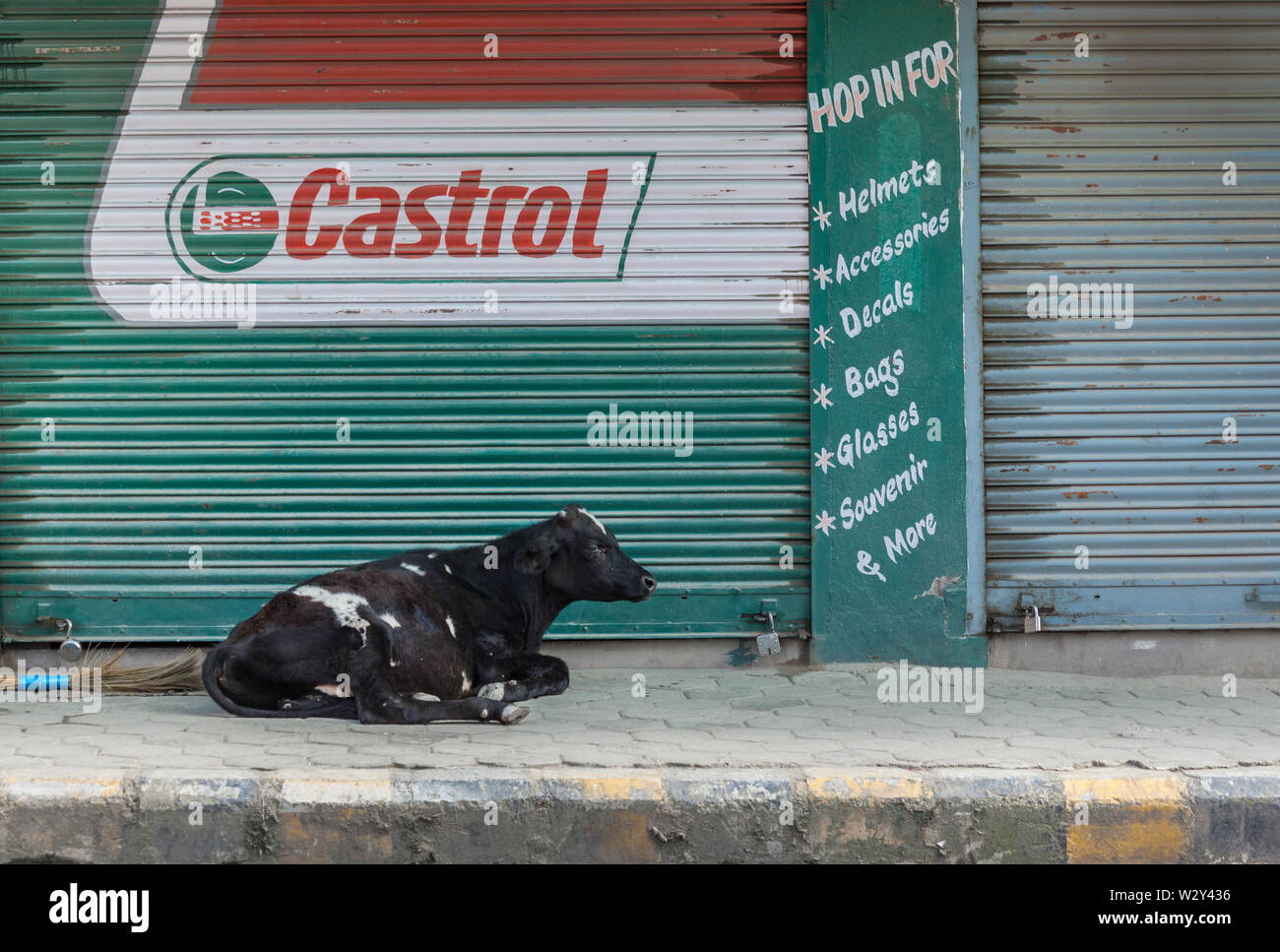 Kuh liegt außerhalb einer Garage auf einer Straße in Kathmandu Stockfoto