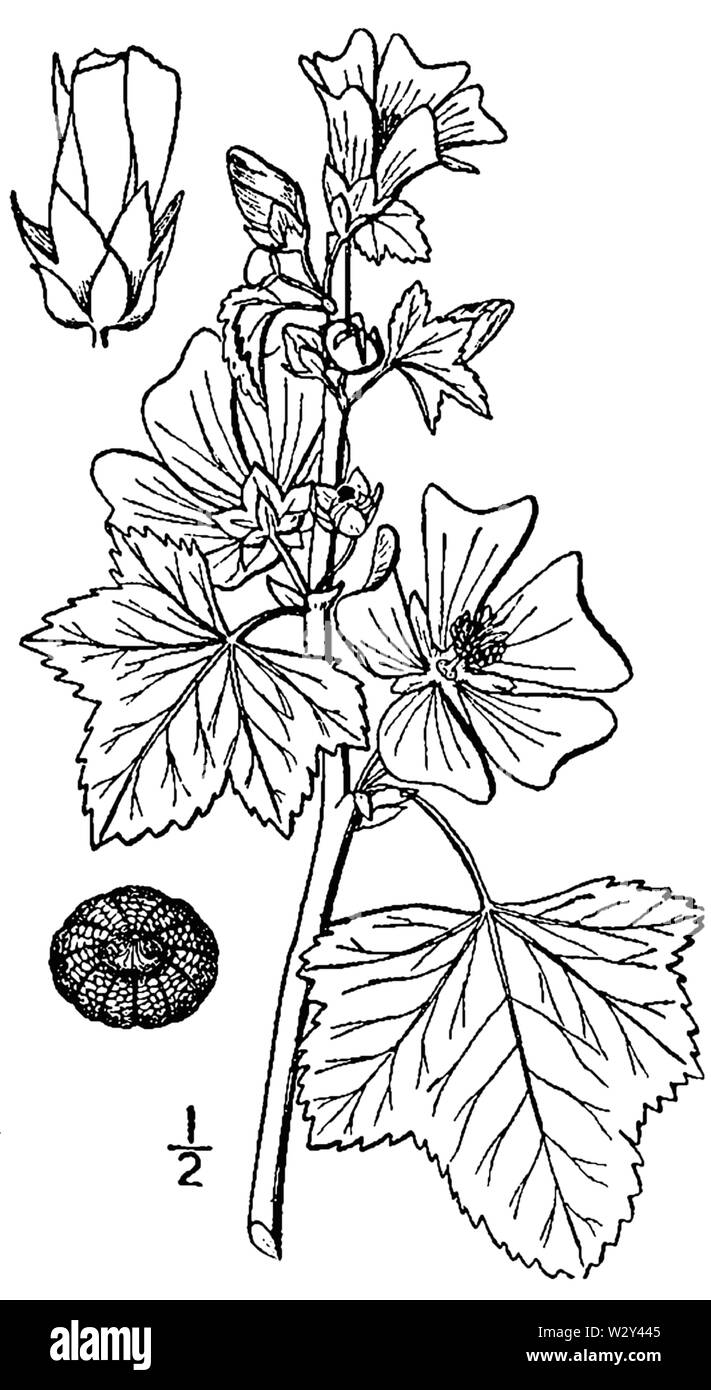 Malva Sylvestris-BB Stockfoto