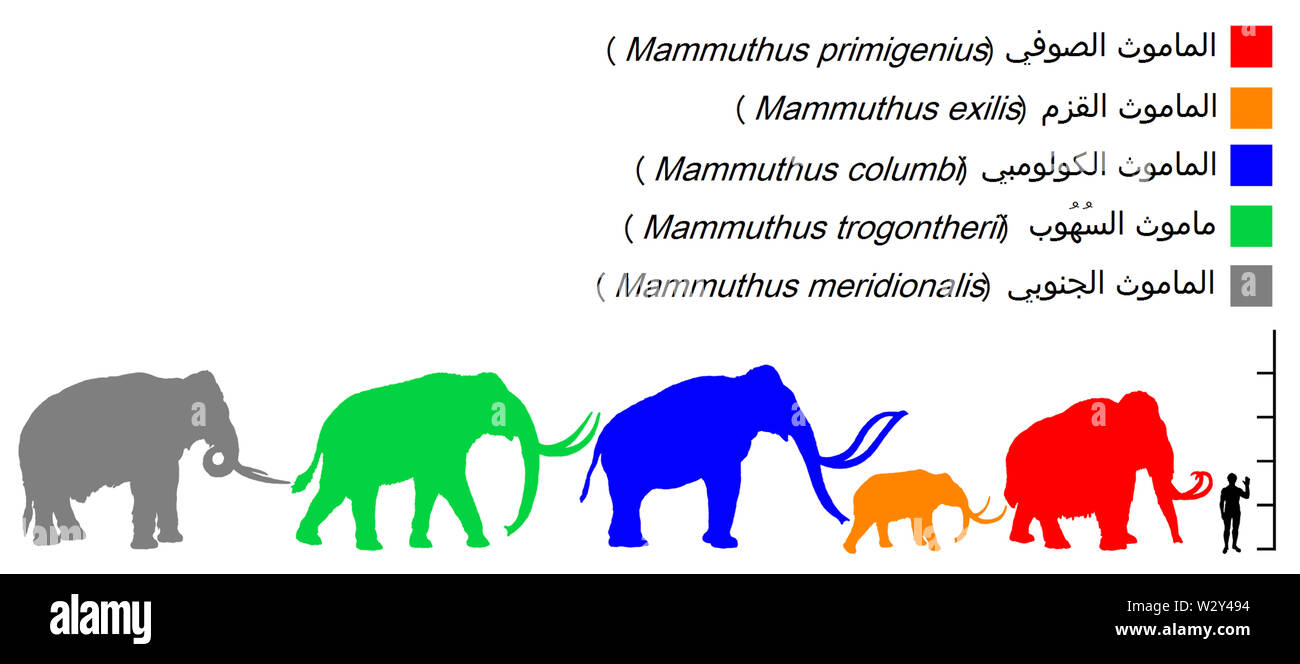 Mammuthus Größenvergleich - ar Stockfoto