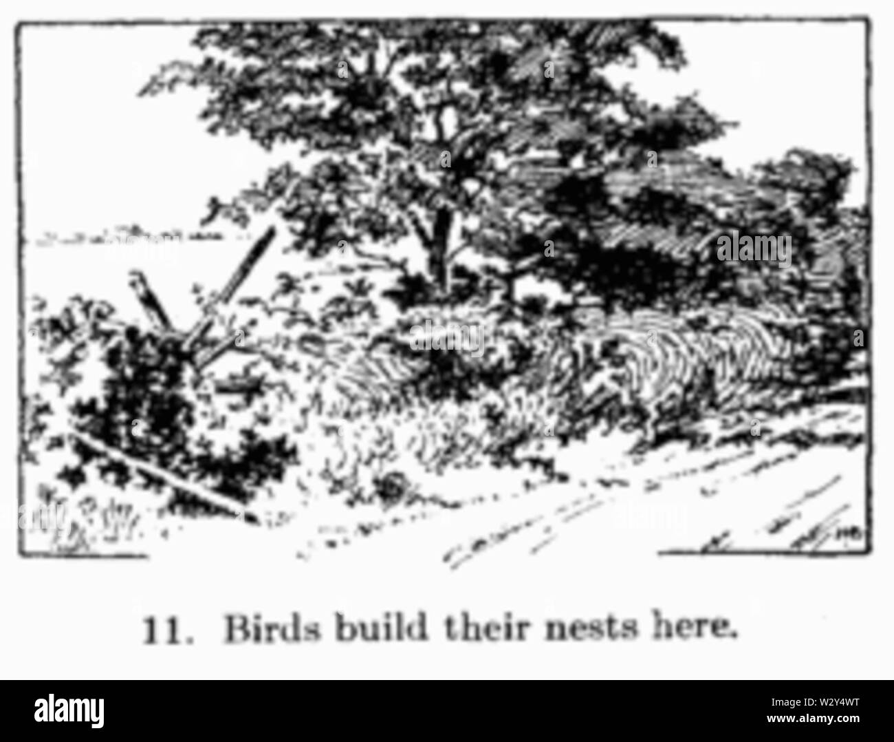 Handbuch der Gartenarbeit Abb. 011 Stockfoto