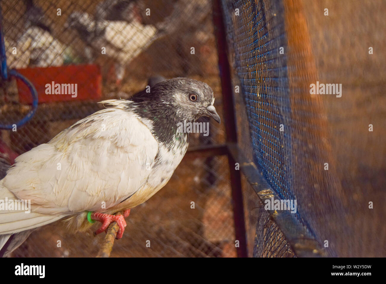 Die schönsten Tauben im Käfig Stockfoto